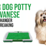 indoor dog potty for havanese