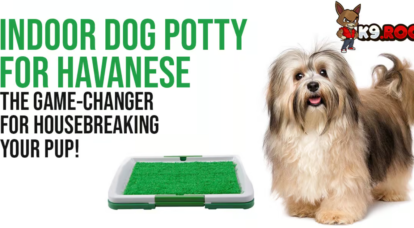 indoor dog potty for havanese