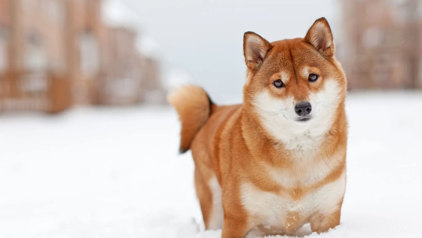 Starting the Journey Delving into the Tosatoken IO Tosa Inu Shiba Doge Connection